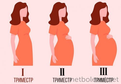 3 trimesters of pregnancy