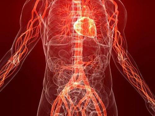 артерии вены и сердце человека