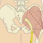Большая ягодичная мышца: места для внутримышечных инъекций