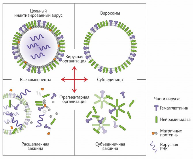 Parts of the influenza virus.jpg