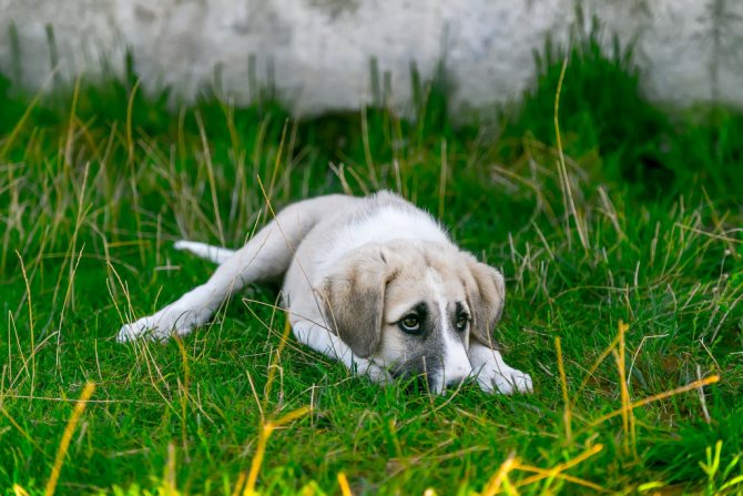 Что такое лептоспироз у собак
