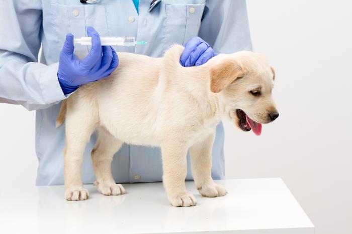 It is permissible to vaccinate puppies only after weaning from breastfeeding.