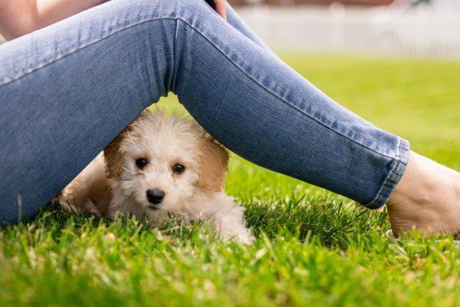 Why are puppies and dogs vaccinated?
