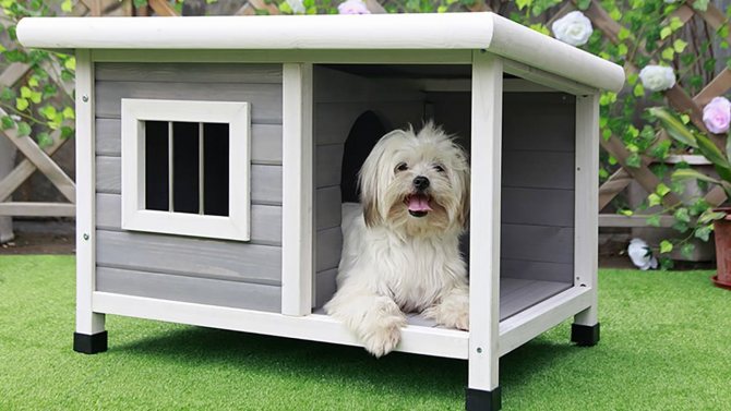 house for Yorkshire terrier