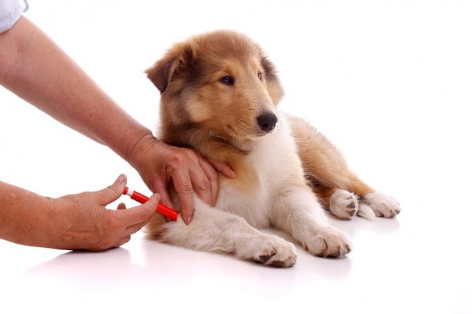 Эурикан для собак: инструкция по применению вакцины от бешенства, схема вакцинации и дозировка, противопоказания