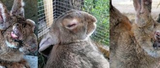 Геморрагическая болезнь у кроликов