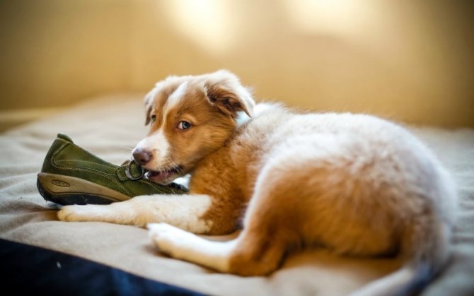 Pets exploring their owner&#39;s shoes can end badly