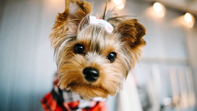 history of the Yorkshire Terrier breed
