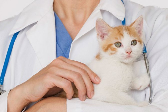 Как подготовить котенка к прививке?