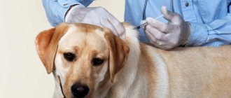 How to prepare your dog for vaccination