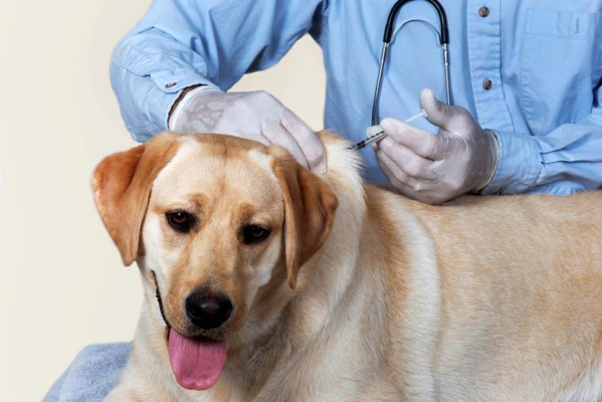 How to prepare your dog for vaccination