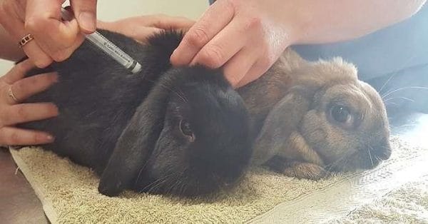 Как сделать прививку кроликам самостоятельно