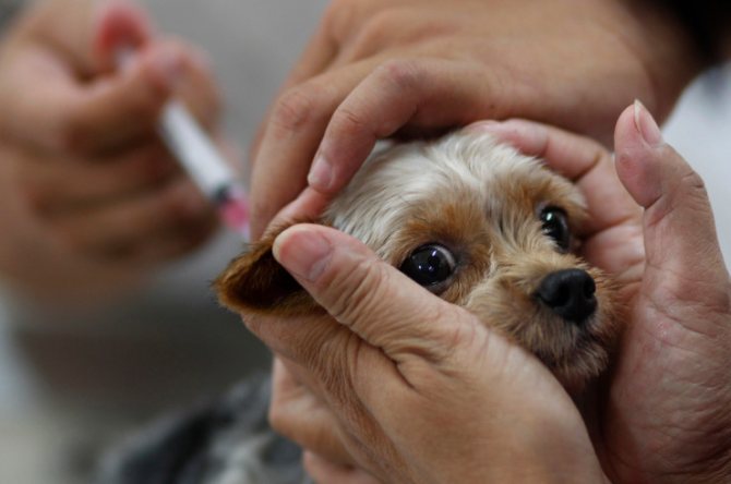 what is the best vaccination for a dog?
