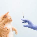 Кошка после прививки