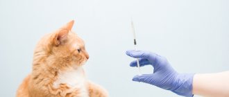 Кошка после прививки