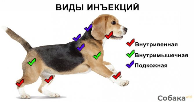 where to give an injection to a dog