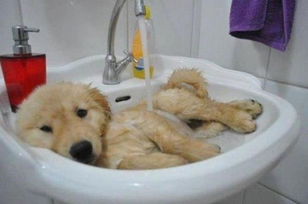 Bathing your pet in the first weeks after vaccination is not recommended due to the risk of hypothermia