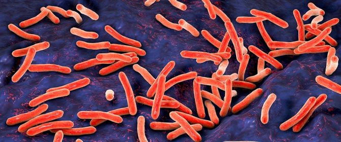 Микобактерии из группы Mycobacterium tuberculosis complex или палочки Коха