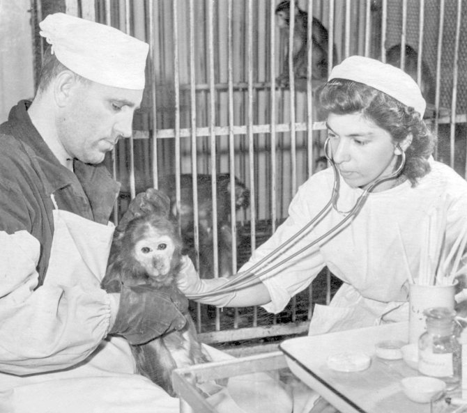 Junior Researcher, Institute for Poliomyelitis Research L.M. Yabloko (right) and senior laboratory assistant V.N. Kozlov performs another preventive examination of monkeys during a polio vaccine trial. Author Yu. Pocheptsov. Moscow region. January 15, 1958. Main Archive of Moscow 