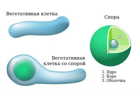 Morphological forms of tetanus bacillus
