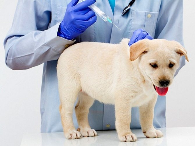 Мультикан 8: инструкция по применению для собак, состав вакцины и форма выпуска, противопоказания