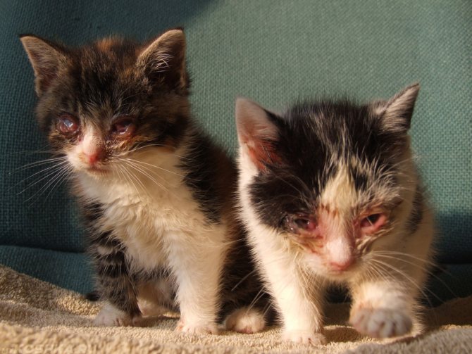 Наиболее уязвимы к ринотрахеиту котята, так как их иммунитет еще не до конца сформирован