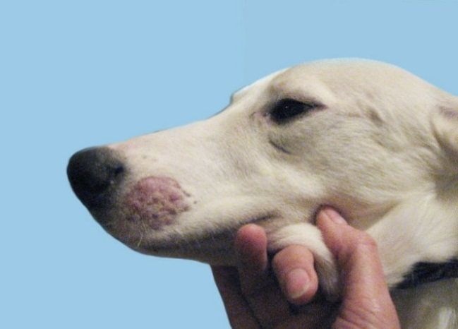 Не доказано, что прививка может защитить собаку от лишая