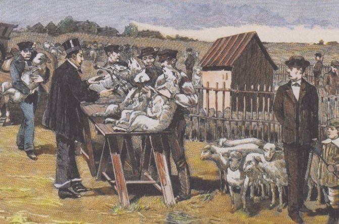 Pasteur vaccinating sheep