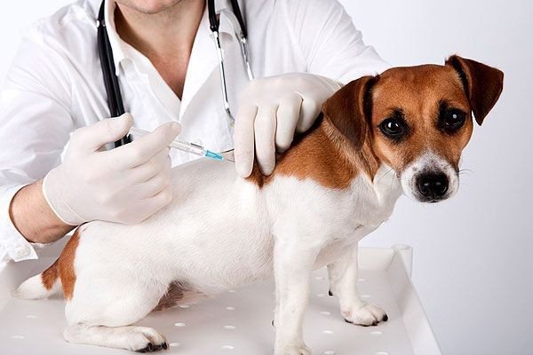 First vaccination for puppies