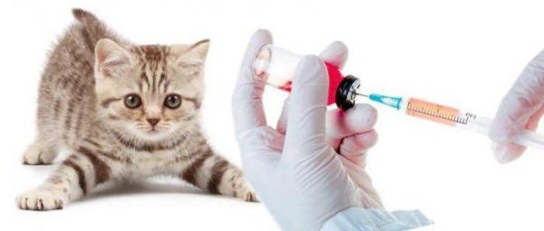 first vaccinations for British kittens
