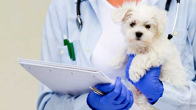 первые прививки щенкам