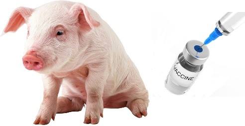 piglet and vaccine