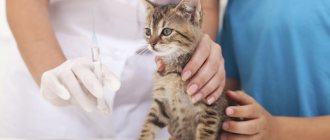 Vaccination for a kitten