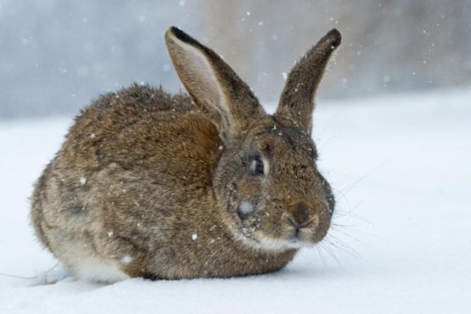 прививка кроликов зимой