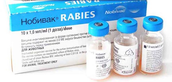 Rabies vaccination