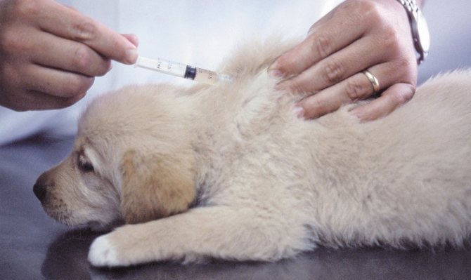 Vaccinating a dog at home