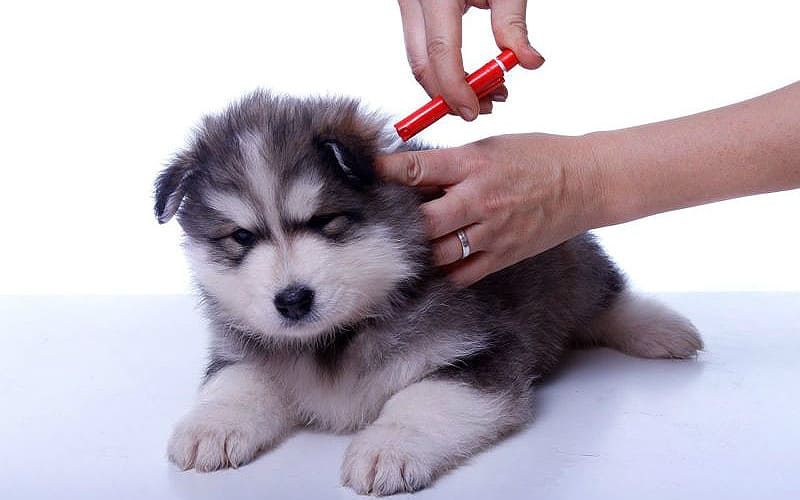 Прививки от бешенства щенку хаски: график вакцинации