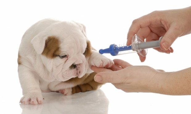 Vaccinations allow a dog&#39;s body to develop resistance to a specific virus.