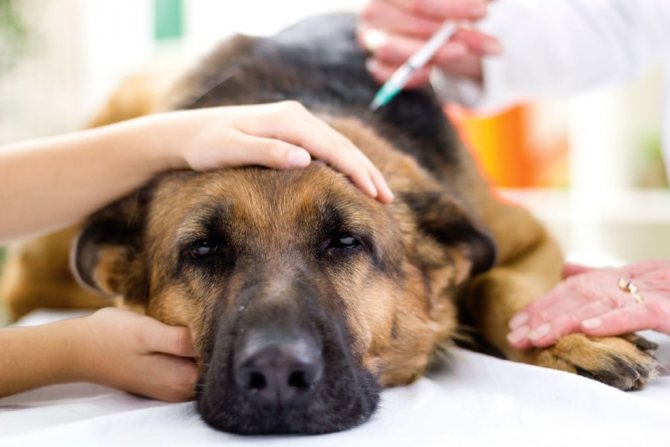 Прививки собакам по возрасту: таблица прививания, как собаки переносят прививку от бешенства