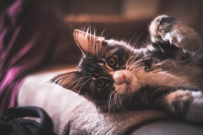 At what age should cats start getting vaccinated?
