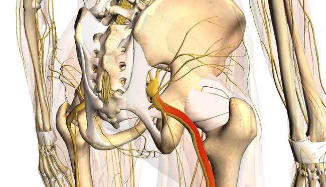 Sciatic nerve