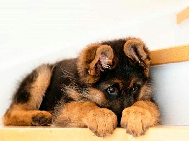 German puppy lying down Photo