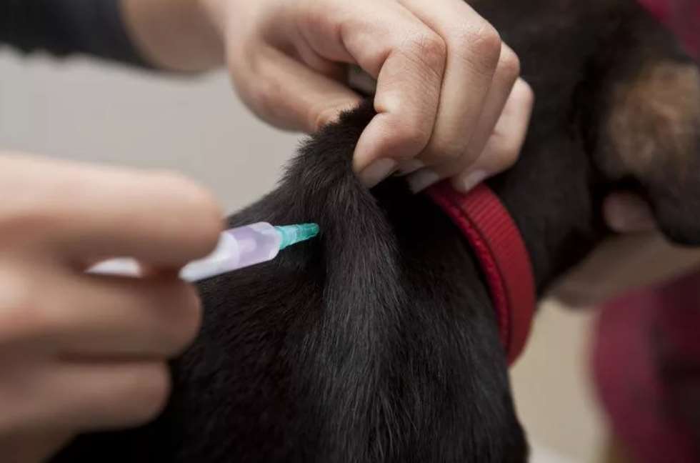 subcutaneous injection for a dog