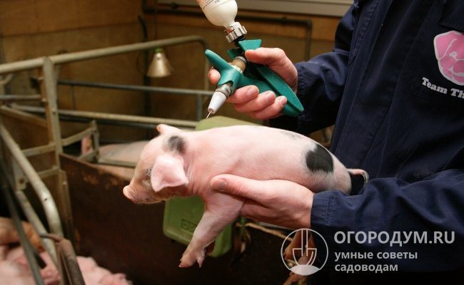 В животноводческих хозяйствах вакцинацию поросят проводят, начиная с первых дней их жизни, по установленному графику прививок