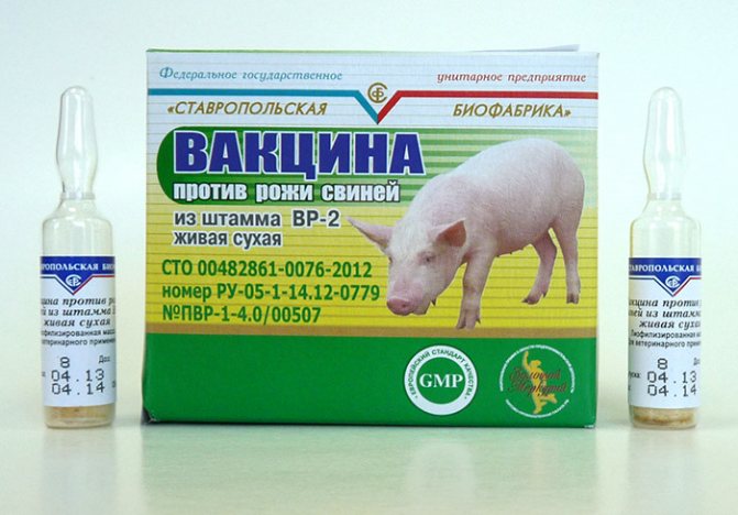 Вакцина от рожи для свиней, поросят