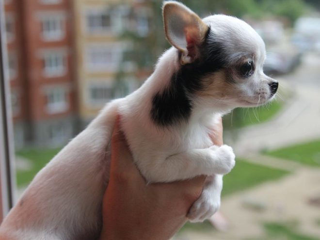 Rabies vaccination for Chihuahuas