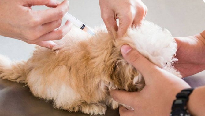 Vaccinating a puppy at home