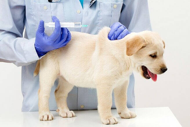 Вакцинация щенка