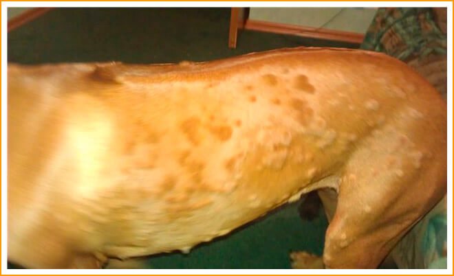 Types of subcutaneous bumps in dogs