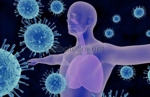 Viruses in the body